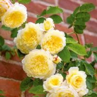ราคา 20 เมล็ด กุหลาบ อังกฤษ พันธุ์เลื้อย สีเหลืองอ่อน Rosa Rose seeds (10516813325)