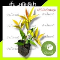 ราคา ต้นคลิสติน่า ไม้พร้อมปลูก ต้น คริสติน่า คลิสติน่า ตรงปก ไม้ประดับ น่าปลูก ต้นไม้ตายระหว่างขนส่ง เคลมฟรี (28216458822)
