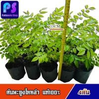 ราคา ต้นพะยูงไหหลำ ไม้ฮวงหัวลี่ มีใบรับรองสายพันธุ์ นำเข้าจากจีน คัดสายพันธุ์เข้าแก่นเร็ว ชุด4ต้น (2787958578)