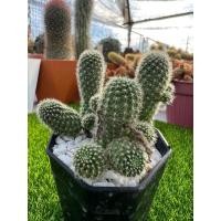 ราคา รีบูเทีย (Rebutia) ฟอร์มกอดอกสีส้ม (21726854896)