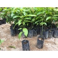 ราคา ต้นพันธุ์มะม่วงเบาใต้แท้ (5957550209)