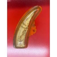 ราคา เขี้ยวหมูป่าเขี้ยวหมูตันจังหวัดกาญจนบุรี (23871435923)