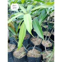 ราคา มะม่วงเขียวเสวยโบราณ (13068089566)