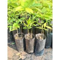 ราคา ต้นกล้าผักหวานป่ายอดเหลือง ผักหวานป่าสีทอง 1ถุงมีผักหวาน 2 ต้นพร้อมค้นลำไยเป็นพี่เลี้ยง (7939070334)