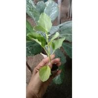 ราคา ต้นกล้ามะเขือเปราะดาวขาว กล้าละ 10 บาท เนื้อแน่นกรอบฉ่ำ อร่อย พร้อมปลูก ซื้อ 10 แถม 2 (23158735535)