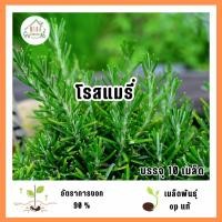 ราคา เมล็ดพันธุ์โรสแมรี่ 10 เมล็ด (56350270122)