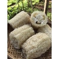 ราคา ใยบวบออร์แกนิค ปลูกแบบปลอดสารพิษ100% ชุดละ 5 ชิ้น ปลอดสารเคมีที่มีอันตราย100% (14524267578)