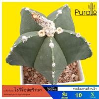ราคา ต้นกระบองเพชร แคคตัส แอสโตรไฟตัม ไมริโอสตริกมา Astrophytum myriostigma #ไมริโอสติกมา #Astrophytum (7956142725)