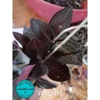 ราคา ว่านน้ำทอง​ ลายไฟ​ ชุด5ต้น (4396195480)