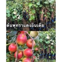 ราคา ต้นพุทราแดงอินเดีย เป็นพุทราพันธุ์หนึ่งที่มีลักษณะเด่นคือ ผลสุกมีสีแดง มีเนื้อแน่น กรอบ รสชาติหวานอร่อย (42621072653)