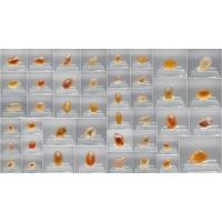 ราคา gobi agate candy gobi agate โกบีอาเกต อาเกตแบบธรรมชาติ ชุดที่3 (25012286899)