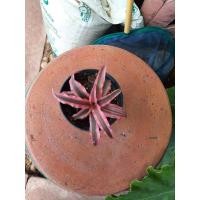 ราคา ต้นสับปะรดสีดาวชมพูสับปะรดสีดาวแดง (17693525129)