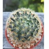 ราคา แคคตัส (Cactus) กระบองเพชร แมมขนนกเหลือง ไม้เมล็ด (ดอกสีขาว) (3976202567)