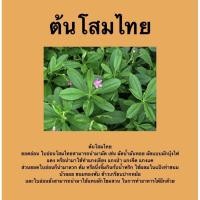 ราคา ต้นโสมไทย โสมคน ว่านผักปัง โสมไทยสมุนไพรชั้นดี พร้อมส่ง!! (8969697727)