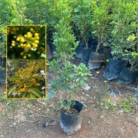 ราคา ประยงค์ ต้นประยงค์ (Chinese rice flower) กิ่งชำ ให้ดอกเร็ว ออกดอกตลอดปี (รับประกัน ส่งใหม่ฟรี หากสินค้าเเสียหาย!!) (28641209405)