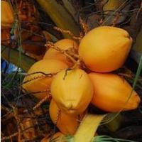 ราคา หน่อมะพร้าว ต้นมะพร้าว สายพันธุ์ มะพร้าวน้ำหอม สีทอง COCONUT COCOS NUCIFERA LINN ต้นเตี้ย (8469502352)