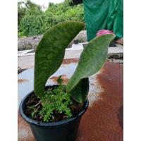 ราคา ลิ้นมังกร คลีบปลาวาฬ ไม้มงคลฟอกอากาศ (10248637337)