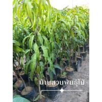 ราคา ต้นมะม่วง พันธุ์แดงจักรพรรดิ ต้นเสียบยอด สูง 1.4-1.6 เมตร (28284059045)