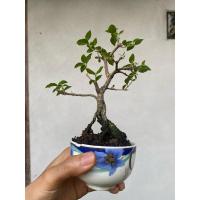 ราคา บอนไซเชอรี่แคระ Dwarf barbados cherry (29385934305)
