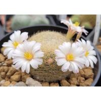ราคา เมล็ด mammillaria lenta / เมล็ดเลนต้า เมล็ดแคคตัส 1 ชุด 10 เมล็ด 200 บาท (12068552018)