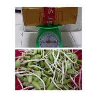 ราคา 500กรัมหน่อเหรียง ลูกเหรียง หน่อเหรียงสด (13282836873)