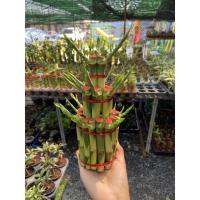 ราคา ต้นไผ่กวนอิม สูงประมาณ 20-30 ซม.ไม้มงคล ไผ่ เสริมทรัพบ์ สิริมงคล (3770979549)