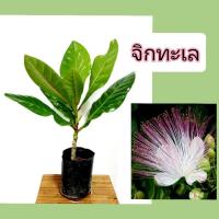 ราคา ต้นจิกทะเลไม้มงคลปลูกประดับให้ร่มเงาดอกหอมแบบชำกิ่งต้นสูง40-45ซม.ถุง6นิ้ว (26960185268)