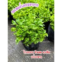 ราคา วอเตอร์เครสฮาวาย 10 แถม 1 ผักสลัดน้ำ พุ่มสวย กินสดได้ อบชีสอร่อย (48551074837)