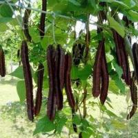 ราคา 15 เมล็ด ถั่วพูสีม่วง ถั่วปู ต้นแข็งแรง ฝักสีม่วง ฝักใหญ่ Purple Winged Bean Seeds (44273682304)