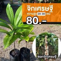 ราคา ต้นจิกเศรษฐี ถุงใหญ่ (จำนวน 1 ต้น) 20-30 ซม. #จิกเศรษฐี ไม้มงคล ไม้ล้อม (16061574784)