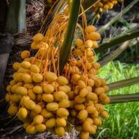 ราคา 1 ต้นอินทผลัม Khalas (คาลาส) เพาะเมล็ด ขนาด 30 ซม อินทผาลัม Date Palm (9613361075)