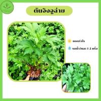 ราคา ต้นจิงจูฉ่าย จิงจูไฉ่ จินจูฉ่าย สมุนไพรมากสรรพคุณ พืชผักสมุนไพร ผักสวนครัว (19314609235)