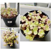 ราคา ต้นริบบิ้นชาลี ส่งพร้อมกระถาง (3649943596)