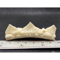 ราคา หัวกระเบนท้องน้ำ ขนาดหัวใหญ่ยาว 3.1-3.5 ซม หัวใหญ่หายาก รับประกันของแท้ (เลือกหัวตามเบอร์ได้เลยค่ะ) (25017657989)