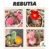 ราคา A Little cactus| แคคตัส กระบองเพชร Rebutia รีบูเทีย (27850372405)