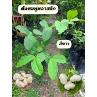 ราคา ต้นชมพู่พลาสติก ชมพู่พลาสติก สีขาว (46205614621)