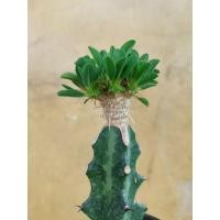 ราคา Euphorbia guillauminiana grafting ตอแลกเทีย (26427412812)