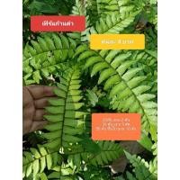 ราคา เฟิร์นก้านดำสวยสวยราคาถูก (56954584755)