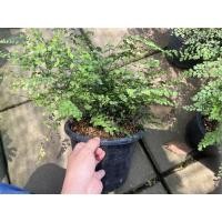 ราคา เฟิร์นก้านดำ กระถาง 5-6 นิ้ว (16457221269)