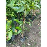 ราคา ต้นมะม่วงแก้วขมิ้นแบบทาบกิ่ง (44754467124)