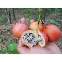 ราคา เมล็ดผักสาบ ผักอีนูน 10 เมล็ด (27736267166)