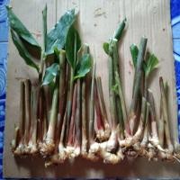 ราคา กะทือ สมุนไพร รสเผ็ดร้อน ตำน้ำพริก แกงเผ็ด แกงไตปลา 1 ชุด 20 ต้น (18706175042)