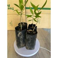 ราคา ต้นผักหวานป่ายอดเหลืองสั่ง5ฟรี1 ต้น พันธุ์สีทอง (เพาะเมล็ด) ต้นกล้าแข็งแรงพร้อมปลูก (42323366081)