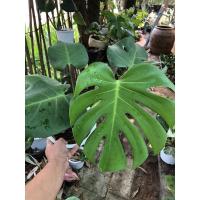 ราคา มอนสเตอร่าไจแอนท์ ส่งยกกระถางขาว (15172403340)