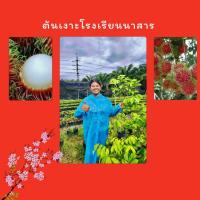 ราคา ต้นเงาะโรงเรียนนาสาร เงาะเตี้ย 100ซม. สินค้าขายดี (2362208654)