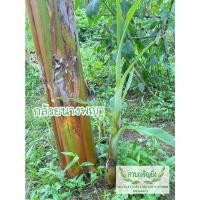 ราคา หน่อกล้วยนางพญา รับประกันสายพันธุ์ 100% (20000486467)