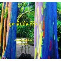 ราคา ต้น ยูคาลิปตัส ยูคาสีรุ้ง ยูคาลิปตัสสีรุ้ง สูง 30-150 ซ.ม. เพาะเมล็ด นำเข้าต่างประเทศ (22575886945)
