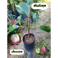 ราคา ต้นมังคุด มังคุด (เสียบยอด) (40378599339)