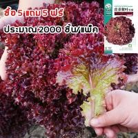 ราคา 2000 เมล็ดพันธุ์ผักกาดหอมสีม่วง เมล็ดผักสวนครัว คุณค่าทางโภชนาการสูง เหมาะสำหรับทำสลัด[ซื้อ 5 แถม 5 ฟรี] (43777115030)