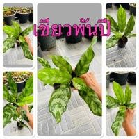 ราคา เขียวพันปีหรือ มะนิลลาเรียกทรัพย์ ต้นไม้ฟอกอากาศในห้องนอน เสริมโชคลาภบารมี เรียกทรัพย์ ปลูกไว้เพื่อความเป็นสิริม (17040787361)